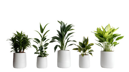 Wall Mural - Collection of various houseplants displayed in ceramic pots. Potted exotic house plants on white shelf against white wall. Home garden . Isolated on Transparent background.