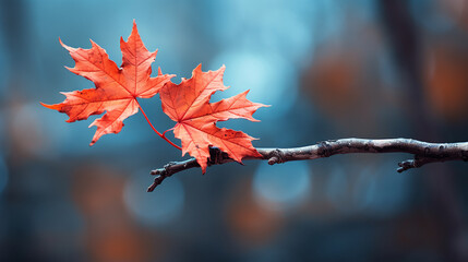 Wall Mural - Autumn maple leaf on a tree branch with bokeh background