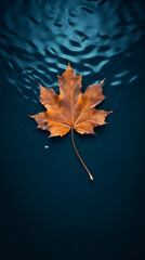 Wall Mural - Autumn maple leaf on water surface with ripples. Copy space.