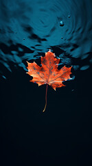 Wall Mural - Autumn maple leaf on water surface with ripples. Copy space.