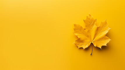 Wall Mural - Yellow maple leaf on plain background. Top view, flat lay