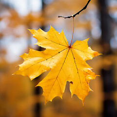 Wall Mural - Autumn maple leaf on a tree branch with bokeh background