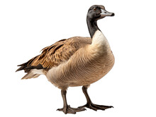 Canada Goose Isolate On Transparent Background, Png