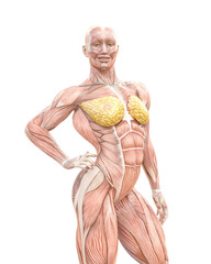 Wall Mural - female swole muscle maps on standing up pose in close up view