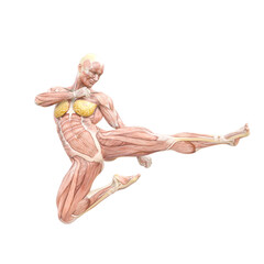 Wall Mural - female swole muscle maps on action jump kick pose