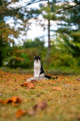 Canvas Print - Cute black and white cat sitting on a rock