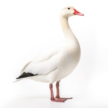 Rosss Goose Bird Isolated On White Background.