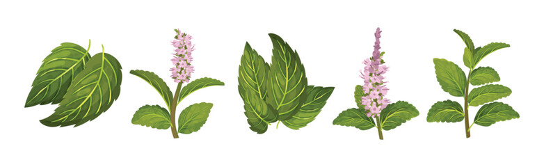 Wall Mural - Green Mint or Peppermint Fresh Leaf Vector Set