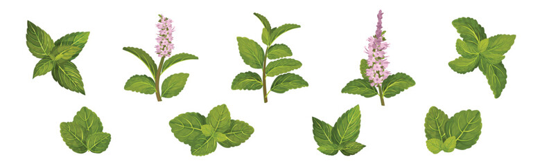 Wall Mural - Green Mint or Peppermint Fresh Leaf Vector Set