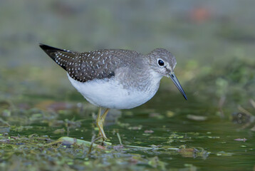 Sandpiper scrounging in shallow water for food, Fishers, Indiana, Summer.