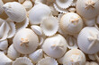 Close-up Photography of White Shells