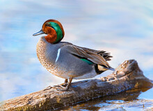 A Green-winged Teal Duck Resting By The Edge Of A Marsh. A Close Up Portrait.