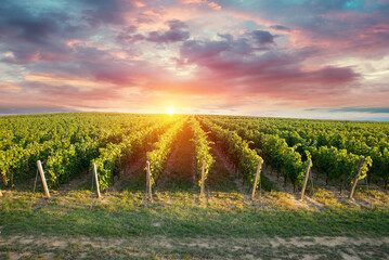 Wall Mural - Extra wide panoramic shot of a summer vineyard shot at sunset. High quality photo