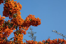 Pyracantha Scarlet Firethorn On A Background Of Blue Sky. Bright Red Ripe Fruits Of The Firethorn Plant. Rowan Branches With Ripe Fruits