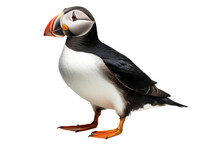 Puffin In Detail On Transparent Background