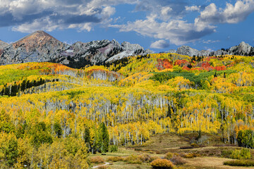 Wall Mural - Autumn Color on Kebler Pass in Crested Butte, Colorado