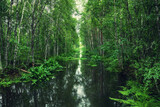 Fototapeta Natura - Swamp in the forest