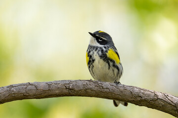 Wall Mural - Yellow-rumped warbler on a perch