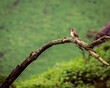 Aves en la reserva de LACHAY Peru