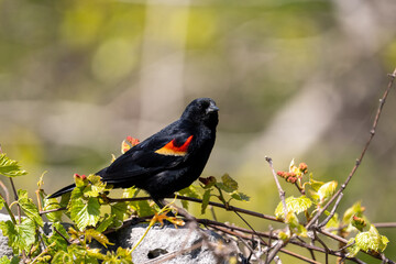 Wall Mural - Red-winged blackbird on a perch