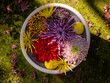 Hanachozu, an artistic flower display with flowers floating in a bowl of water, Japanese garden art in Kyoto