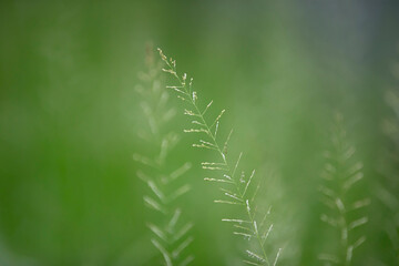 Poster - Close up of grass in the field. Shallow depth of field.