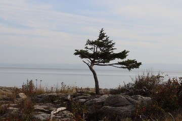 A little tree on a coastline. Zen and peaceful  image. Beautiful coast of a river in Charlevoix. Landscape and nature. Environment and ecology. Nature background with trees, woods water and a horizon.