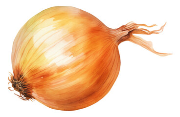 Wall Mural - Watercolor illustration of onion isolated on transparent background
