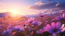 Colorful Blooming Cosmos Flower Field In The Morning Sunrise.
