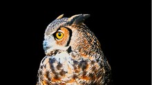 Yellow Eyes Of Horned Owl Close Up On A Dark Background.