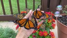 Monarch Butterflies On Hand In The Garden - Danaus Plexippus Butterfly, Butterflies With Flowers, Lantana Flowers
