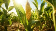 Corn Cobs In The Corn Field