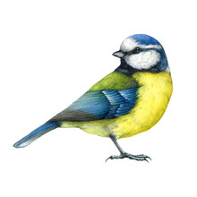 Blue Tit Bird Vintage Style Watercolor Painted Illustration. Hand Drawn Cute Tiny Titmouse With Yellow And Blue Feathers. Small Song Backyards Bird Side View Element. Blue Tit On White Background