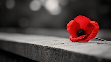 Pay Tribute To Fallen Heroes With A Close-up Shot Of A Single Red Poppy Resting On A War Memorial, Symbolizing Sacrifice And Remembrance.