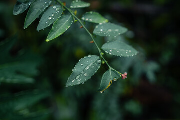 Wall Mural - leaves and water drops on a rainy day