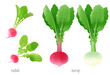 水彩で描いた蕪とラデッシュのイラストセット／Watercolor illustration set of turnips and radish