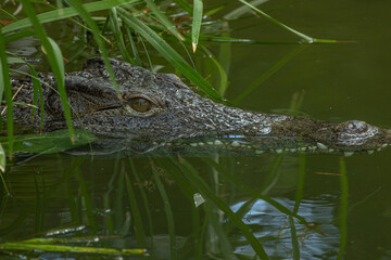 Wall Mural - crocodile, en gros plan, dans l'eau