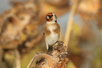 Wall Mural - a goldfinch, carduelis carduelis, feeding on the seeds of a sunflower plant .