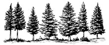 Pine Sketch. Forest Spruce And Black Spruce Shapes, Wildlife Tree Patterns. Vector Illustration Of Forest Trees On A White Background. Hand Drawn, Not AI
