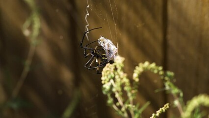 Yellow Garden Spider feeding off its webbed prey - Close up