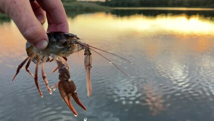 Wall Mural - Crayfish in fisherman's hand on  lake. Illegal Catching crayfish and illegal Crayfishing on river. Iillegal fishing. Crawdads, are crustaceans that live in freshwater environments throughout world