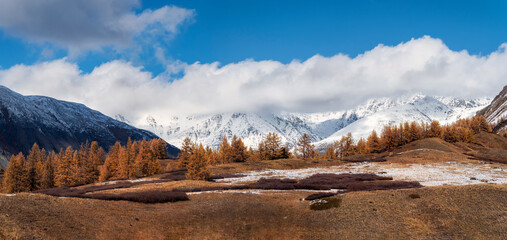 Wall Mural - Impressive autumn panoramic landscape. Red autumn larch trees on the background of snowy peaks under clouds, autumn in the Altai mountains.