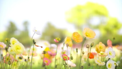 Wall Mural - Multi-colored, colorful Poppy flowers swaying in wind. Beautiful spring landscape.
No people, copy space background