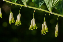 Polygonatum Multiflorum, The Solomon's Seal, David's Harp, Ladder-to-heaven Or Eurasian Solomon's Seal, Is A Species Of Flowering Plant In The Family Asparagaceae