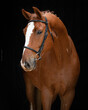 Professional Horse Portrait Studio