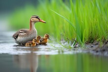 Duck Mother Guiding Her Ducklings To Water On A Grassy Bank