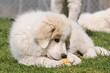 Puppy of the Dog Great Pyrenees lying on meadow and eat bread roll
