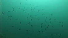  Swarm Of Triggerfish In The Maldives With Shark Appearing After., Black Tip Reef Shark Appears, School Of Fish Dissapear, Sea Life, Horizontal Orientation