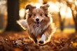 dog running in the field in autumn