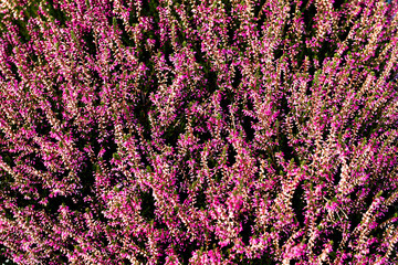 Canvas Print - Scotch heather texture. Calluna vulgaris background. Floral pattern. Beautiful violet color flowers. Scottish heather backdrop.